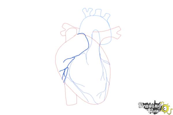 How to Draw a Human Heart - Step 8