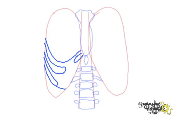 How To Draw A Rib Cage Drawingnow