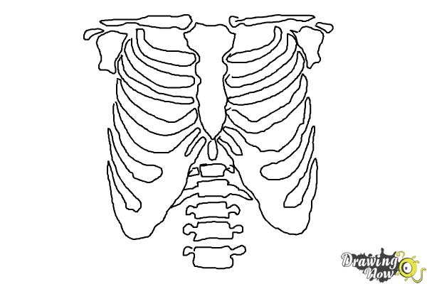 How to Draw a Rib Cage - DrawingNow