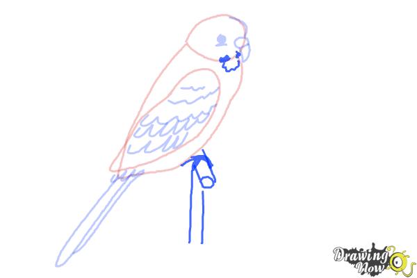 How to Draw a Parakeet - DrawingNow