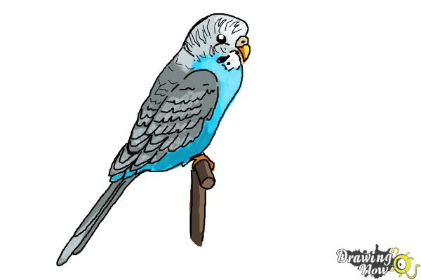 How to draw a budgie parakeet  YouTube
