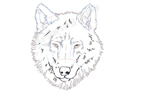 How to Draw a Wolf Face | DrawingNow