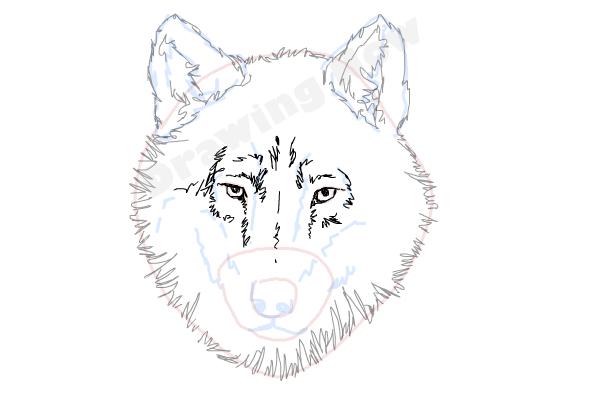 How to Draw a Wolf Face - DrawingNow