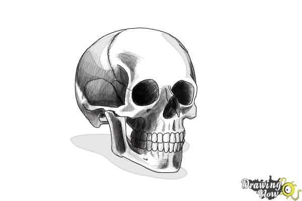 Skull Drawing | Skip To My Lou
