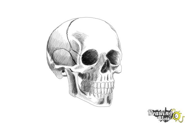 easy pencil drawings of skulls