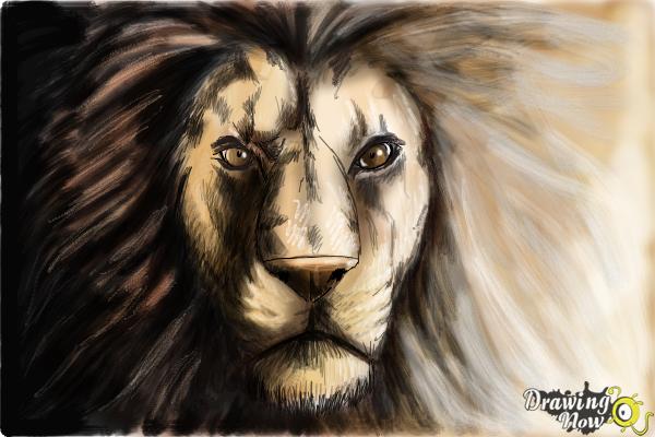 lion drawing face