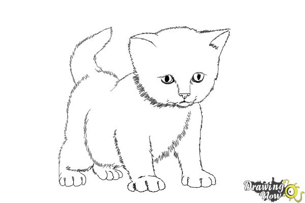 how to draw a realistic kitten step by step