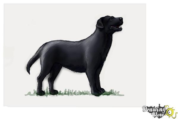 black dog drawing