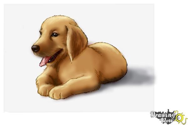 How To Draw A Golden Retriever Puppy Step by Step Drawing Guide by  daisydog  DragoArt